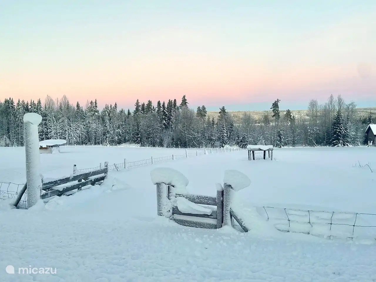 Pastos de ovejas en invierno