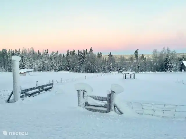 Vildmarksgard Lillviken | Suède, Jämtland, Strömsund - maison de vacances Pâturage des moutons en hiver