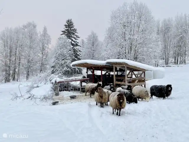 Vildmarksgard Lillviken | Suède, Jämtland, Strömsund - maison de vacances Mouton