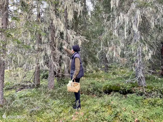 Vildmarksgard Lillviken | Suède, Jämtland, Strömsund - maison de vacances Mousse