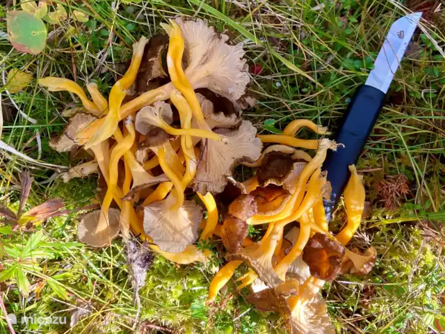 Vildmarksgard Lillviken | Suède, Jämtland, Strömsund - maison de vacances Cueillette de champignons
