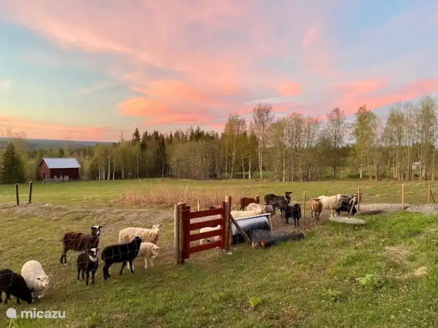 Vildmarksgard Lillviken | Suède, Jämtland, Strömsund - maison de vacances Les moutons