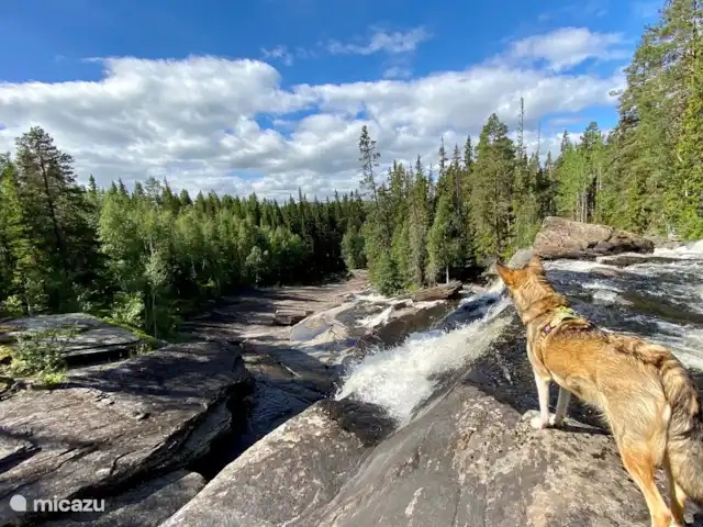 Vildmarksgard Lillviken | Suède, Jämtland, Strömsund - maison de vacances Hasslingsåfallet