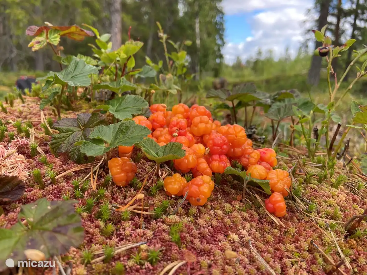 Moras de los pantanos