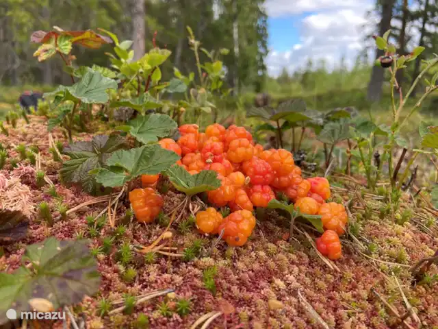 Vildmarksgard Lillviken | Suède, Jämtland, Strömsund - maison de vacances Mûres