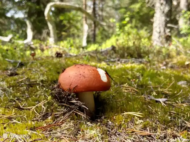 Vildmarksgard Lillviken | Suède, Jämtland, Strömsund - maison de vacances Champignon