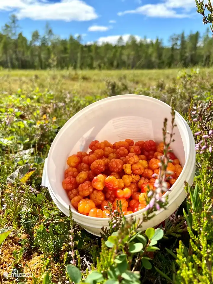 Moras de los pantanos