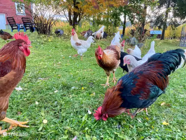 Vildmarksgard Lillviken | Suède, Jämtland, Strömsund - maison de vacances Poulets