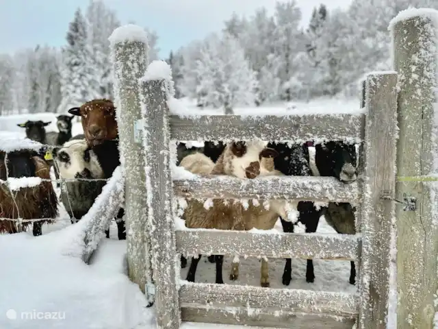 Vildmarksgard Lillviken | Suède, Jämtland, Strömsund - maison de vacances Coucou