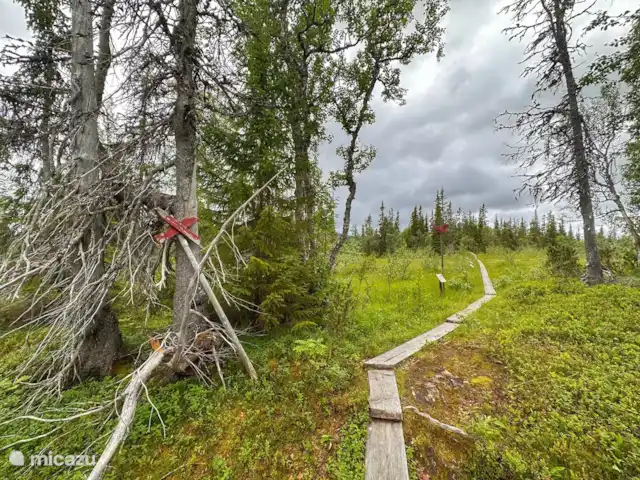 Vildmarksgard Lillviken | Suède, Jämtland, Strömsund - maison de vacances Randonnée en montagne