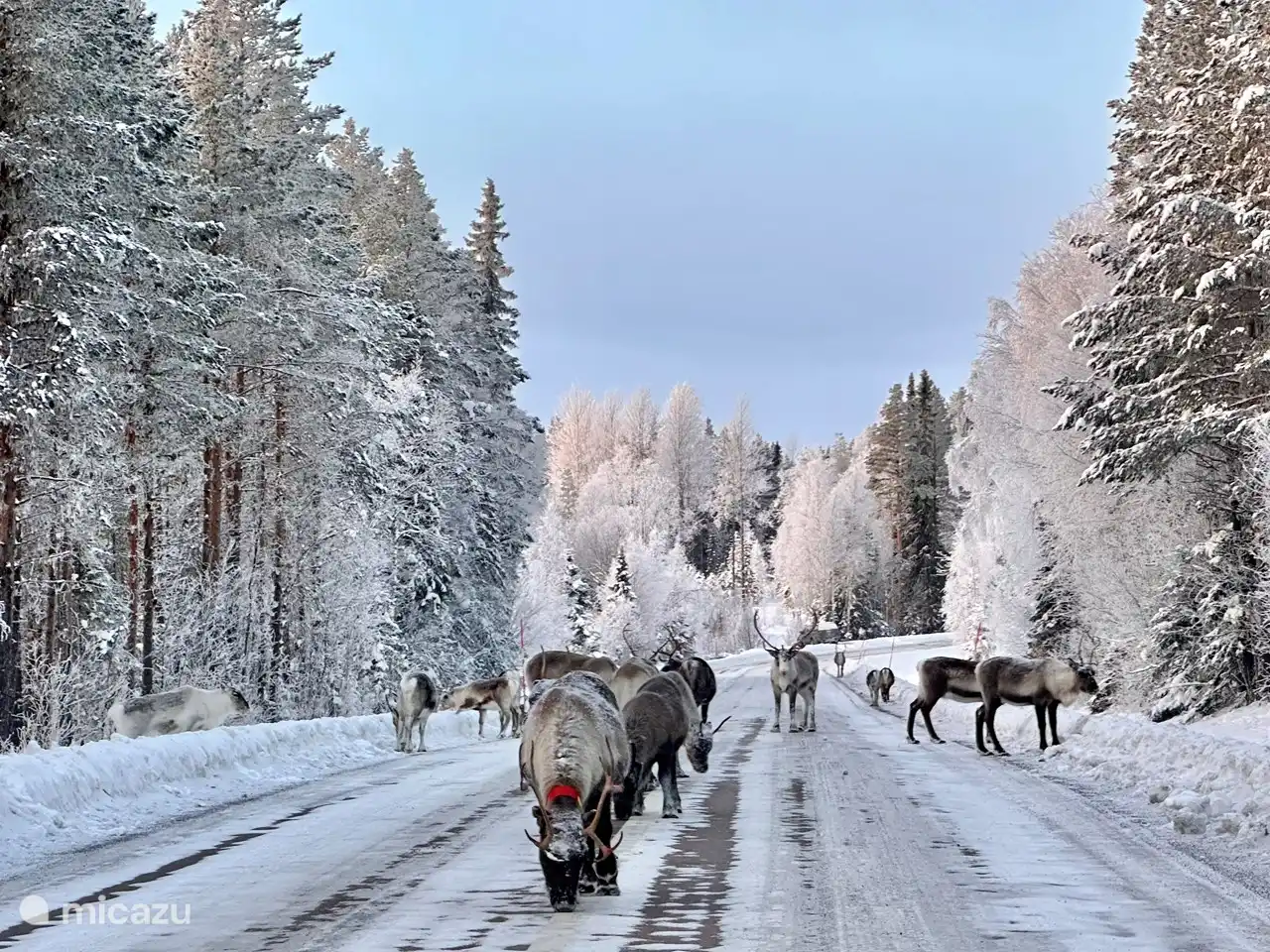 Renos en la carretera