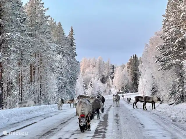 Vildmarksgard Lillviken | Suède, Jämtland, Strömsund - maison de vacances Renne sur la route