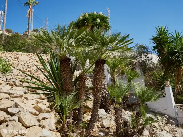 Casa Yavari en España, Costa Blanca, Pedreguer  - villa Nuestro jardín