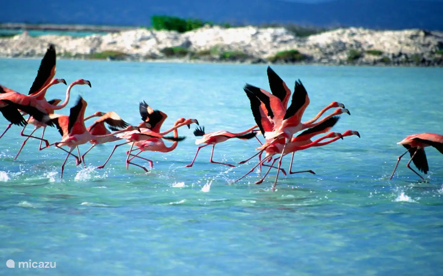 Flamingos on Bonaire, you can encounter them in the wild in many places