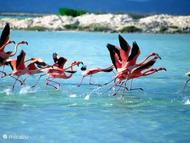 Plage Lechi 9 | Bonaire, Bonaire, Kralendijk - appartement Des flamants roses à Bonaire, vous pouvez les rencontrer à l'état sauvage dans de nombreux endroits