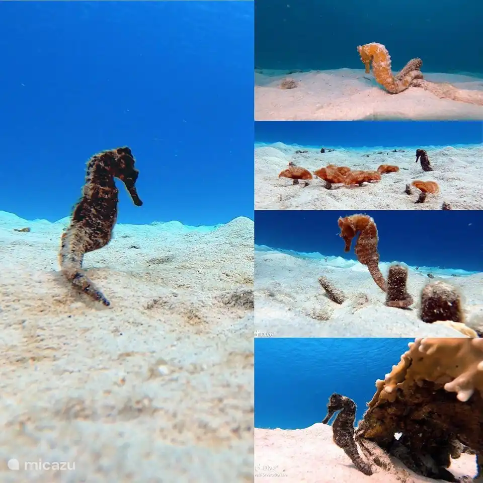 Seahorses, it takes a while to find them, but you can encounter them both snorkeling and diving!