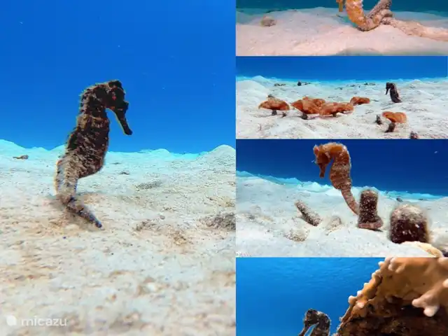 Plage Lechi 9 | Bonaire, Bonaire, Kralendijk - appartement Les hippocampes, il faut un certain temps pour les trouver, mais vous pouvez les rencontrer aussi bien en snorkeling qu'en plongée !
