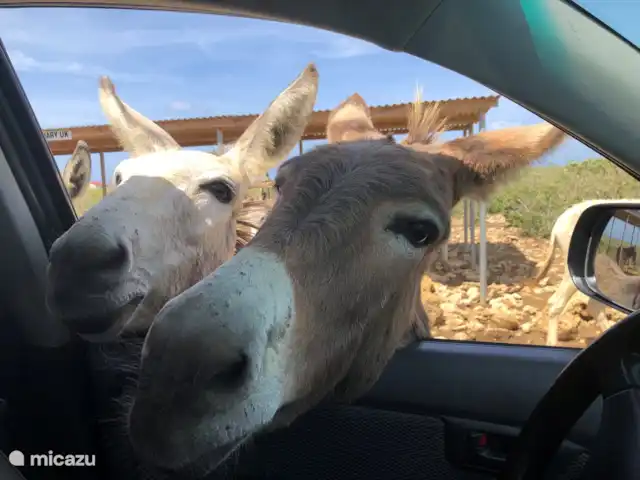 Plage Lechi 9 | Bonaire, Bonaire, Kralendijk - appartement Visitez les ânes au Donkey Sanctuary