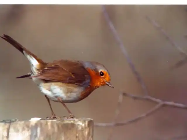 Le nid de l'écureuil en Francia, Lot, Lavercantière - chalet Robin