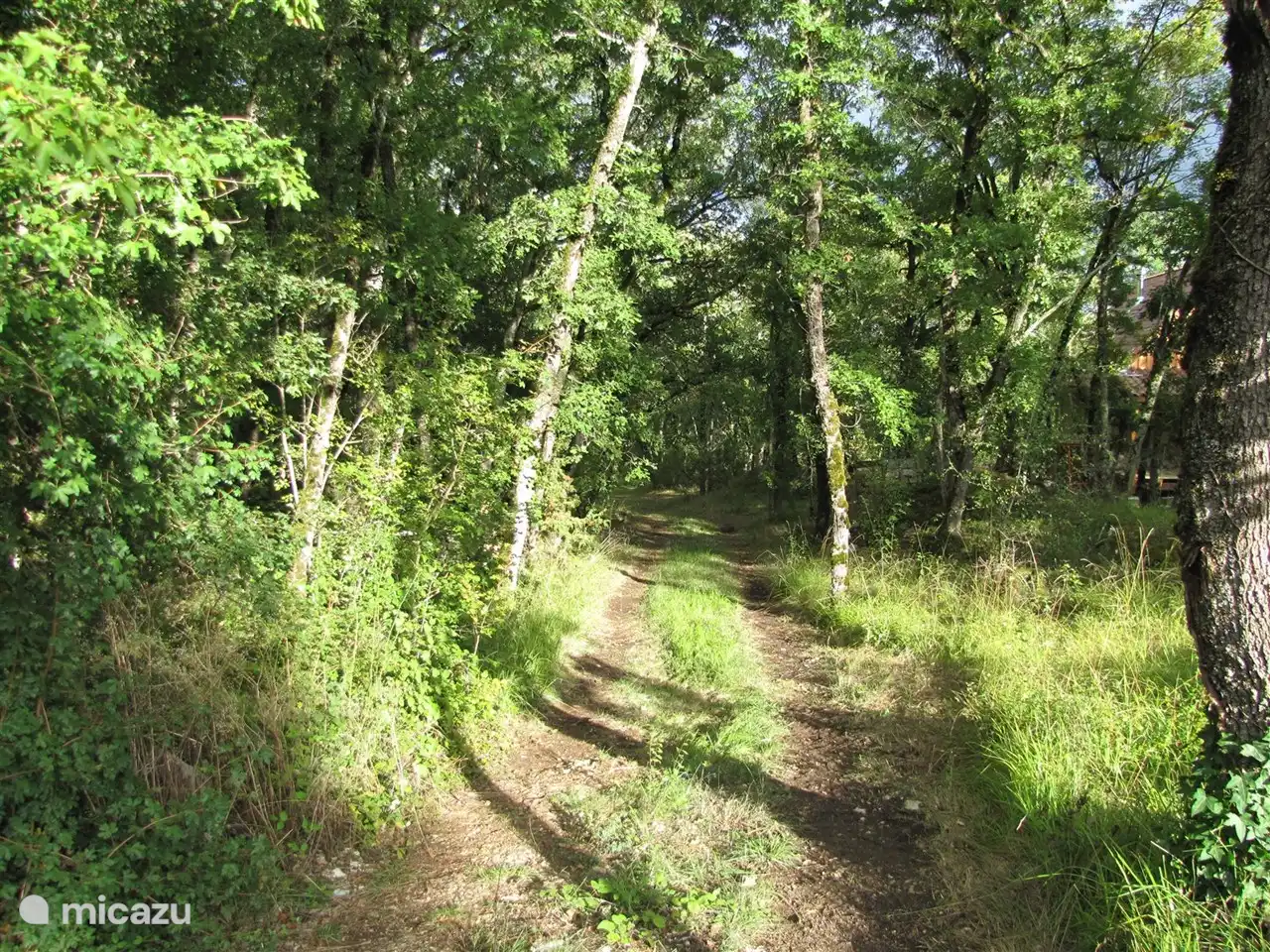 camino en el bosque frente al chalet