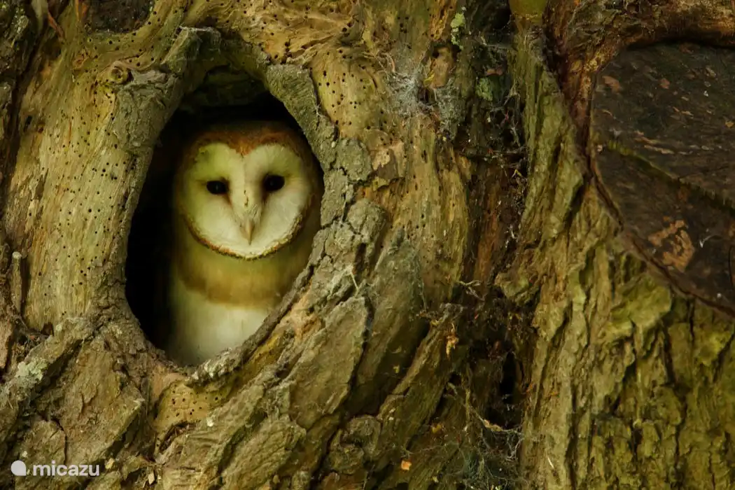 Una 'Dame Blanche' en el bosque de Barthes