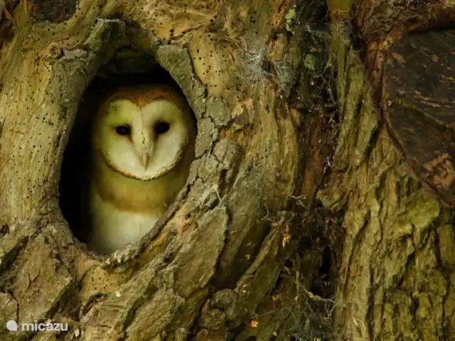 Le nid de l'écureuil en Francia, Lot, Lavercantière - chalet Una 'Dame Blanche' en el bosque de Barthes