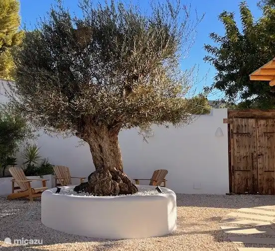 Beautiful old olive tree with bearchairs to relax