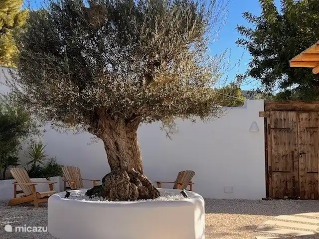 Villa de luxe sur la plage Moraira El Portet | Espagne, Costa Blanca, Moraira - villa Magnifique vieil olivier avec des fauteuils pour se détendre