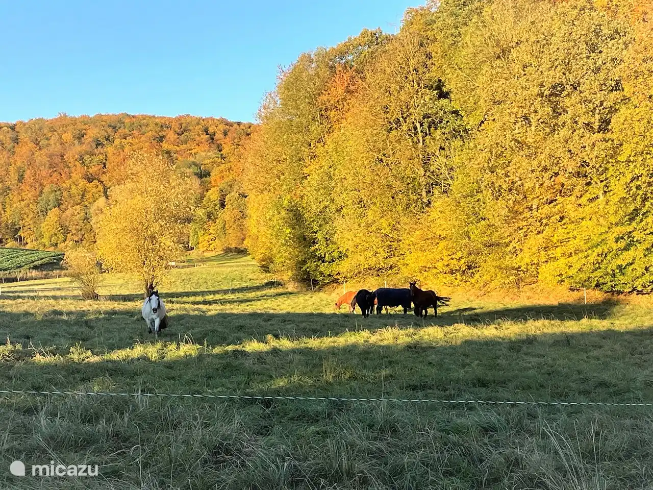 El prado frente a la casa de vacaciones.