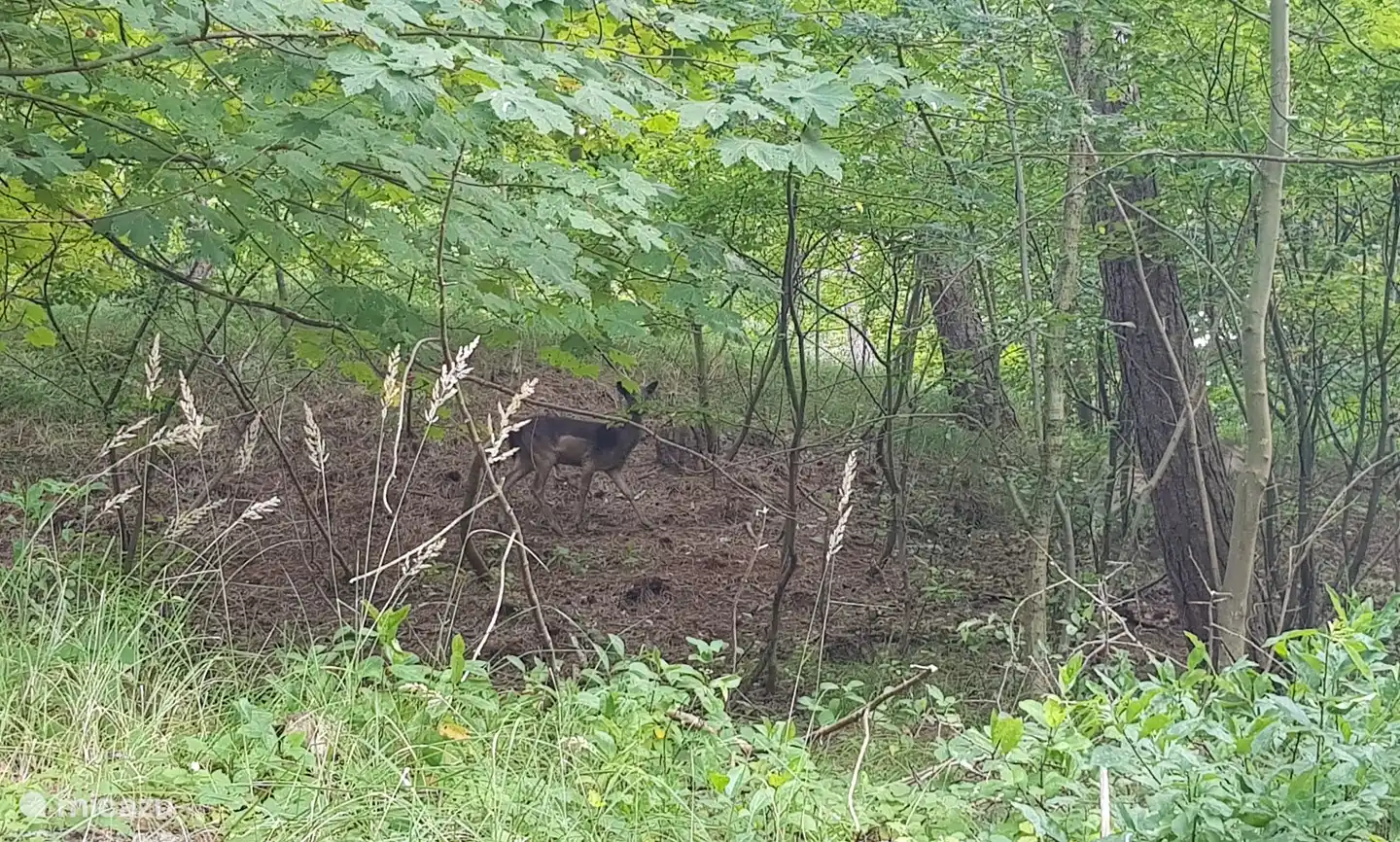 Ganz in der Nähe im Naturreservat Schotsman