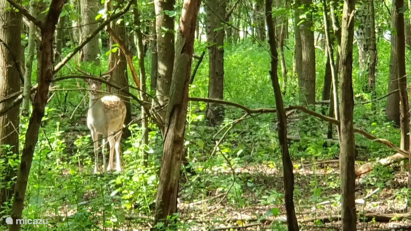 Ganz in der Nähe im Naturreservat Schotsman