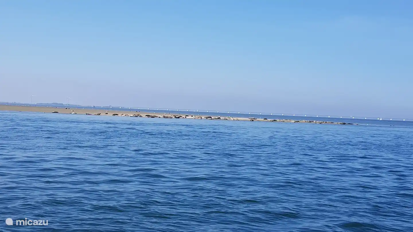 Seehunde an der Oosterschelde