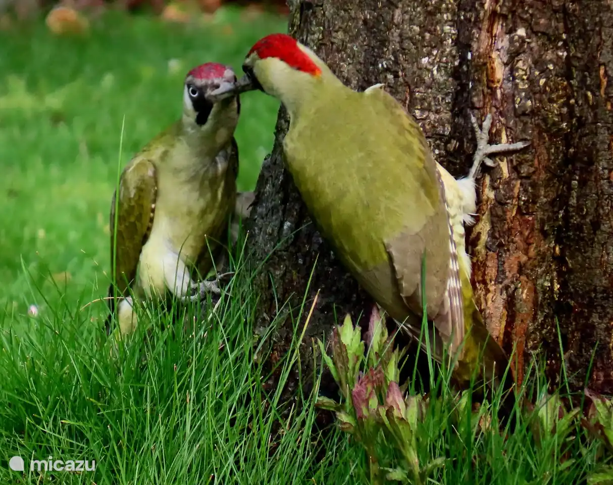 April 2023 2 weibliche Grünspechte in unserem Garten