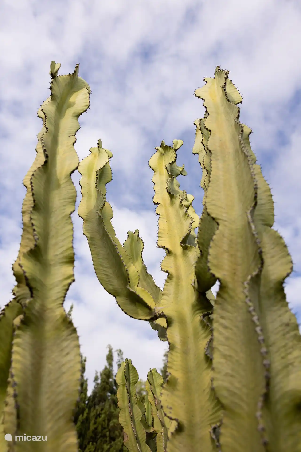 Beware of the cactus :)