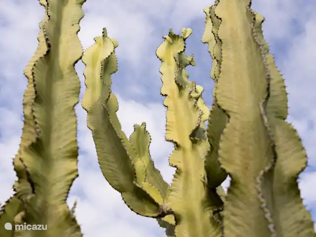 Villa Casa Arthuro | Espagne, Costa Blanca, Benissa - villa Attention aux cactus :)
