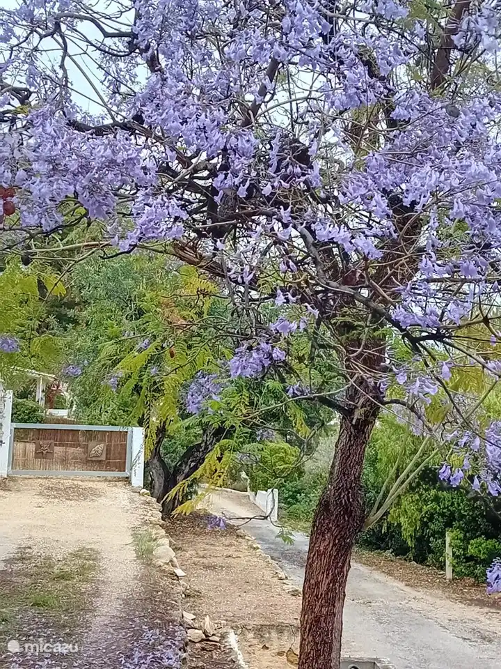 Approach route a bit hidden in nature. The jacaranda in full bloom.
