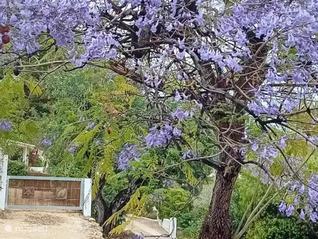 casa vacacional en España, Costa Blanca, Benissa – Casa Lorenzo - Cala Advocat Ruta de aproximación un poco escondida en la naturaleza. La jacaranda en plena floración.