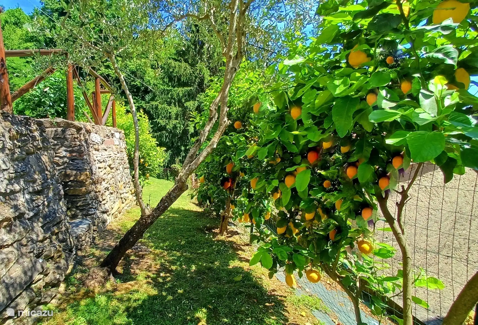 Huerto de cítricos con limones