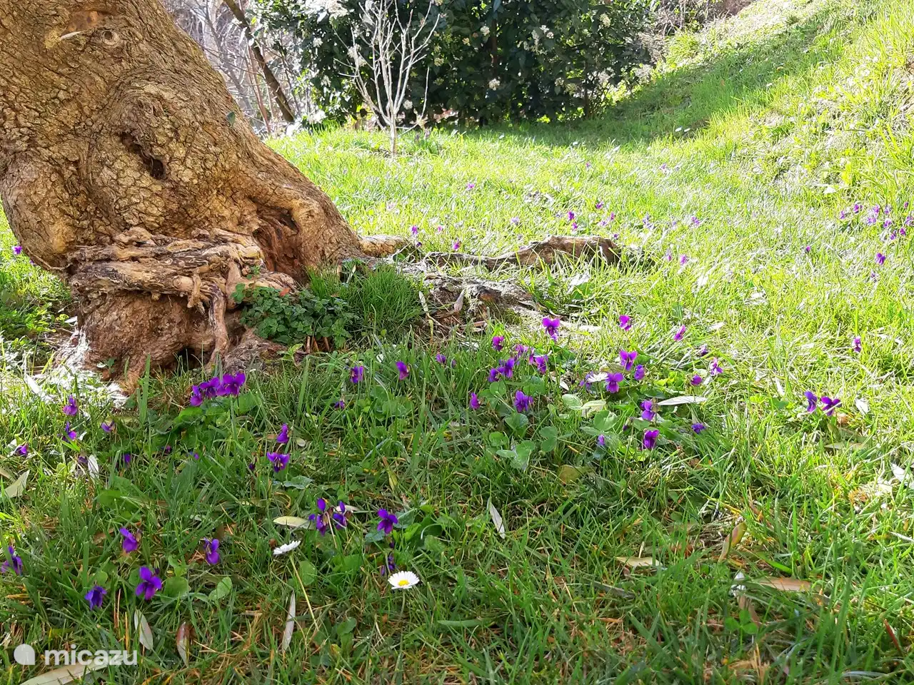 Febrero: las primeras violetas en el olivar