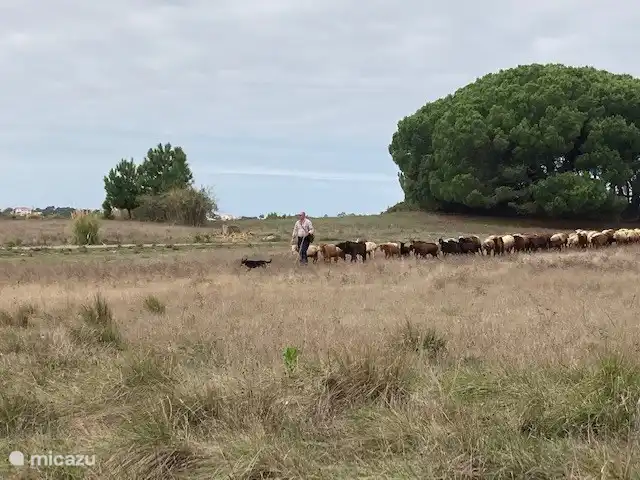 El granero en Portugal, Costa de Prata, Foz do Arelho - casa vacacional