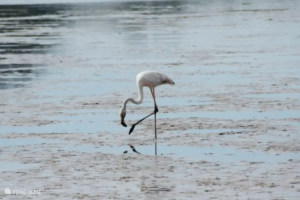 Flamingos an der Ferse der Lagune 