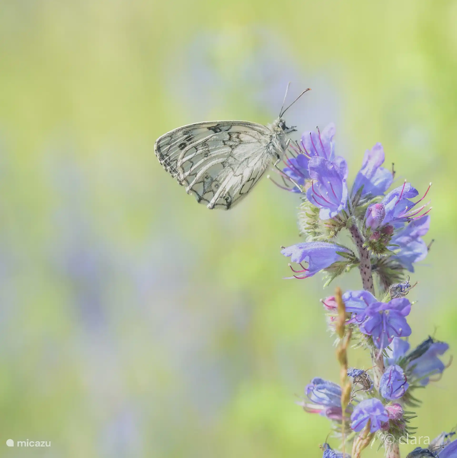nature photographers, come and discover the beautiful butterflies in the Viroinval region!