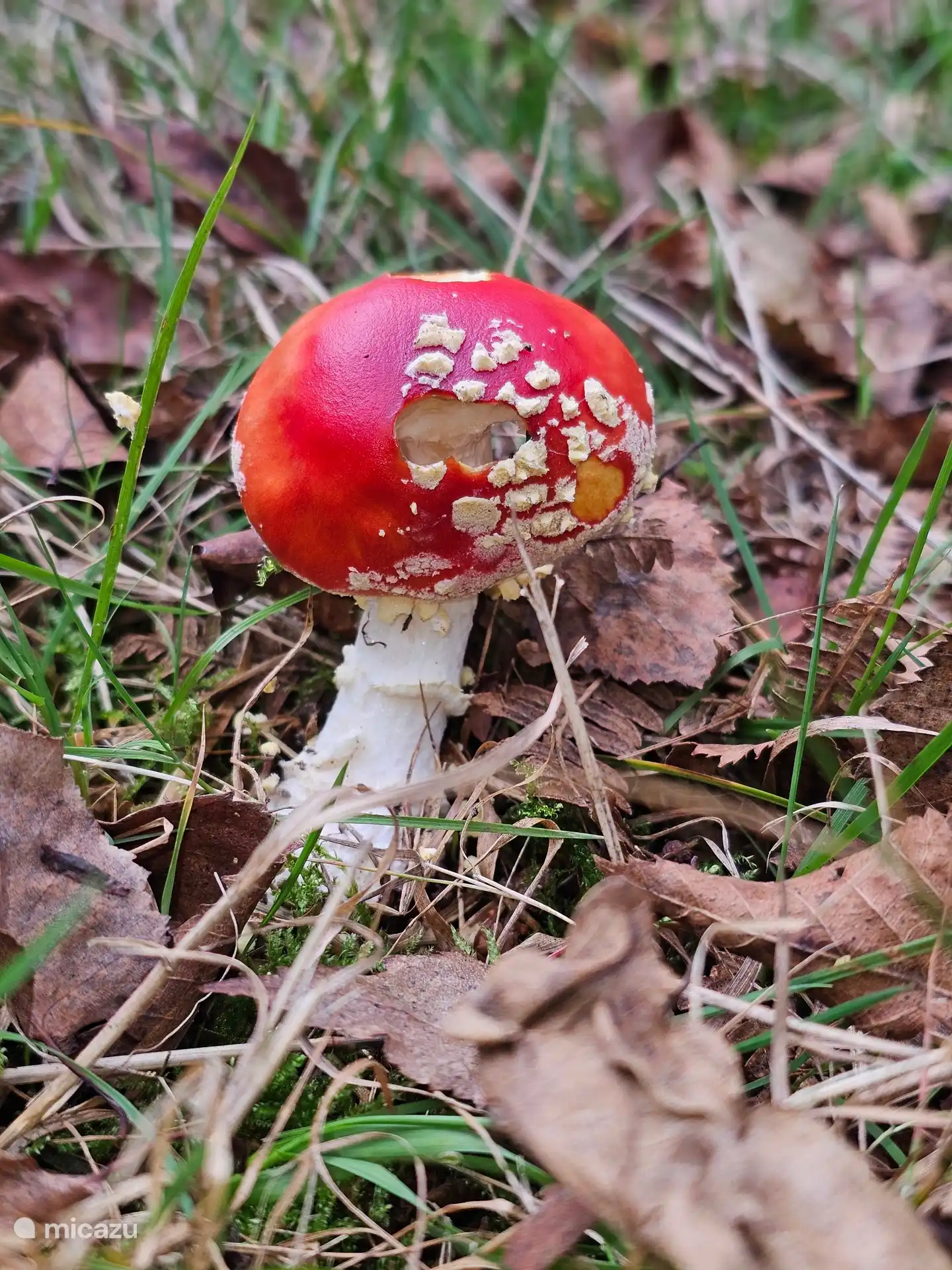 mushrooms, butterflies, rare plant growth, ... 