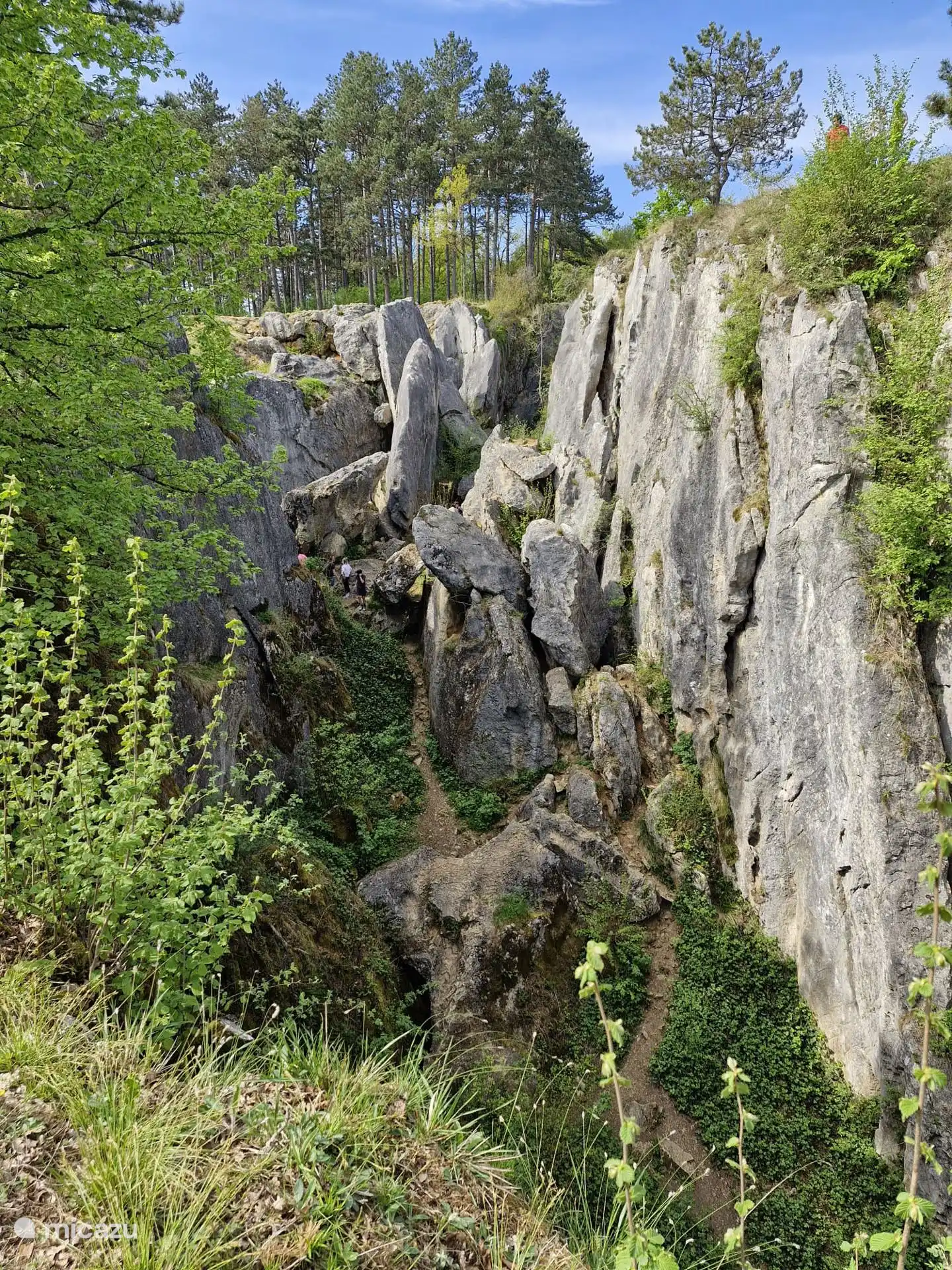 visit Fondry des Chiens; the most beautiful canyon in Belgium, with unique vegetation and fascinating butterfly environment!