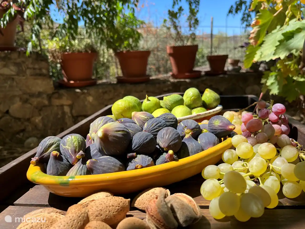 Ernte des Tages, 8. September 2022. Aufgenommen auf der vorderen Terrasse. Feigen sind manchmal im Frühjahr und immer im August und September bis Mitte Oktober erhältlich.