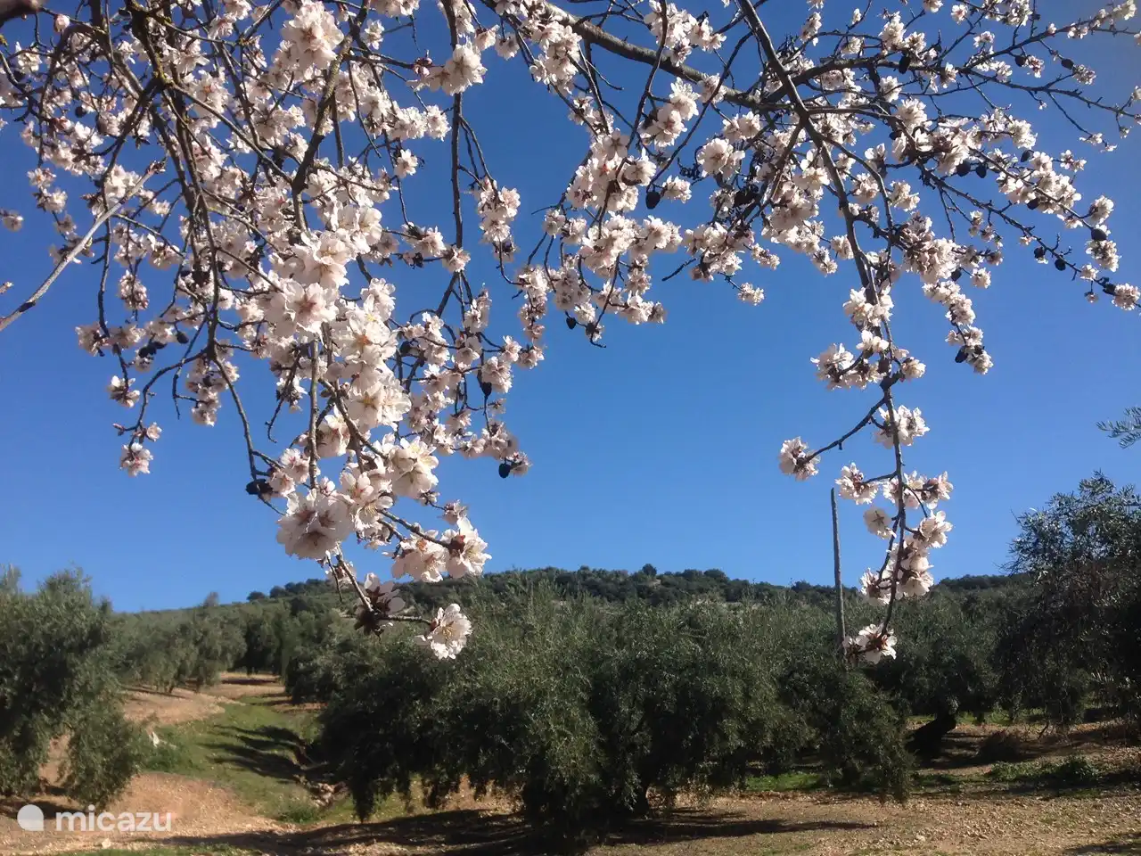 Unser Olivenhain mit Mandelblüte