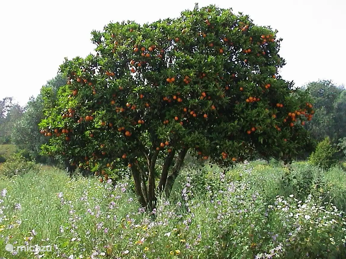 Orangenbäume auf Quinta da Saudade: Sie können einfach pflücken