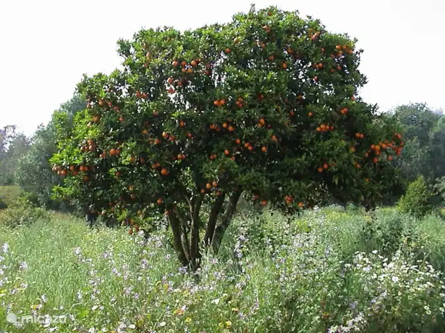 Casa Bela Vista vue fantastique sur la mer | Portugal, Algarve, Guia - maison de vacances Orangers à Quinta da Saudade : vous n'avez qu'à cueillir