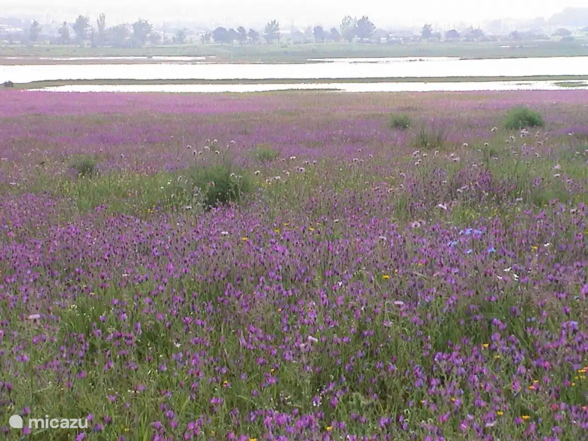 Das Naturschutzgebiet mit Vogelpfützen, die Sie von der Casa aus sehen können