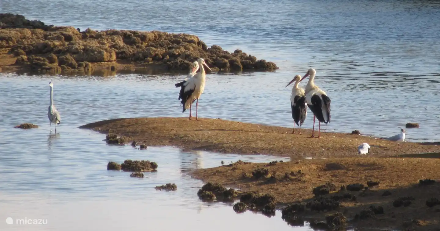 Das Naturschutzgebiet mit Vogelpfützen, die Sie von der Casa aus sehen können